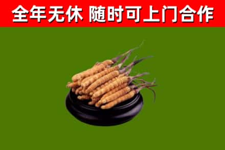 江夏回收散虫草