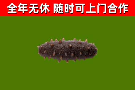 江夏回收海参干